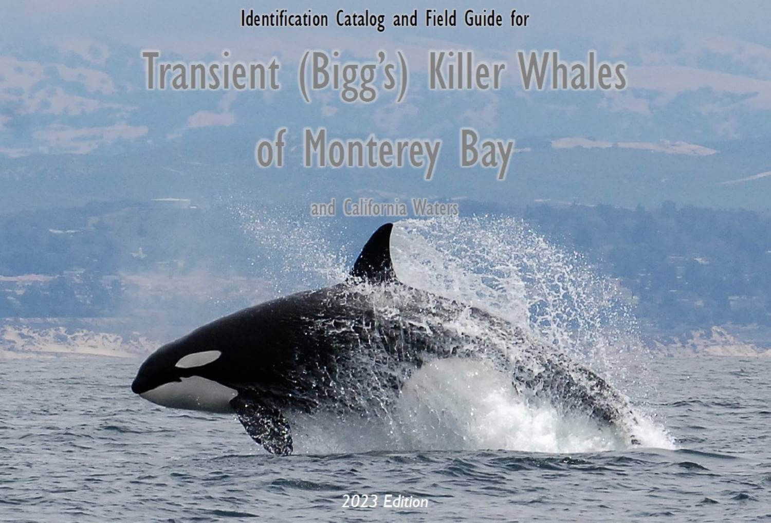 Catalogue orques transientes Monterey Bay