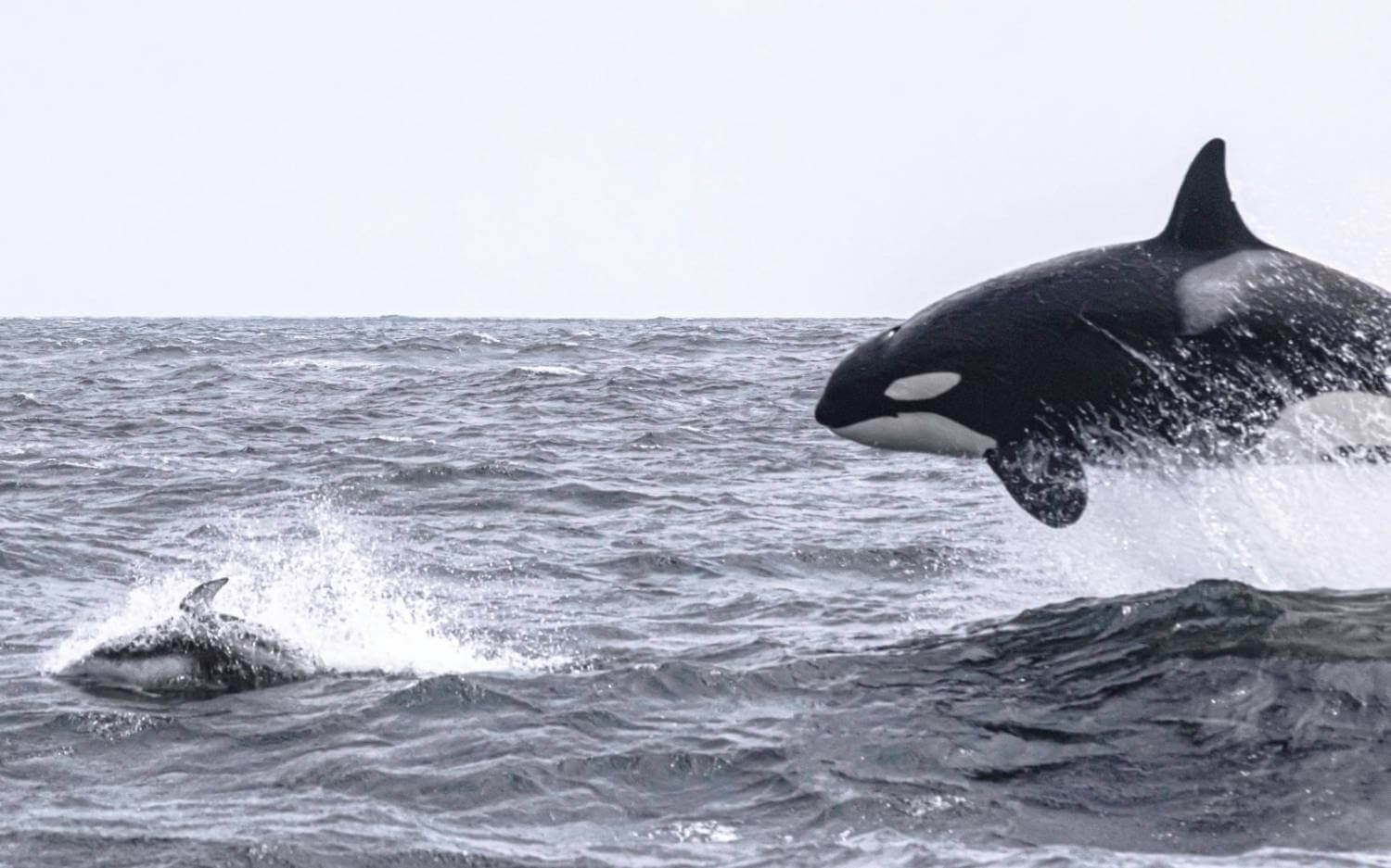 Orque transiente OCT030B à la poursuite d'un dauphin à flancs blancs © Selena Rivera