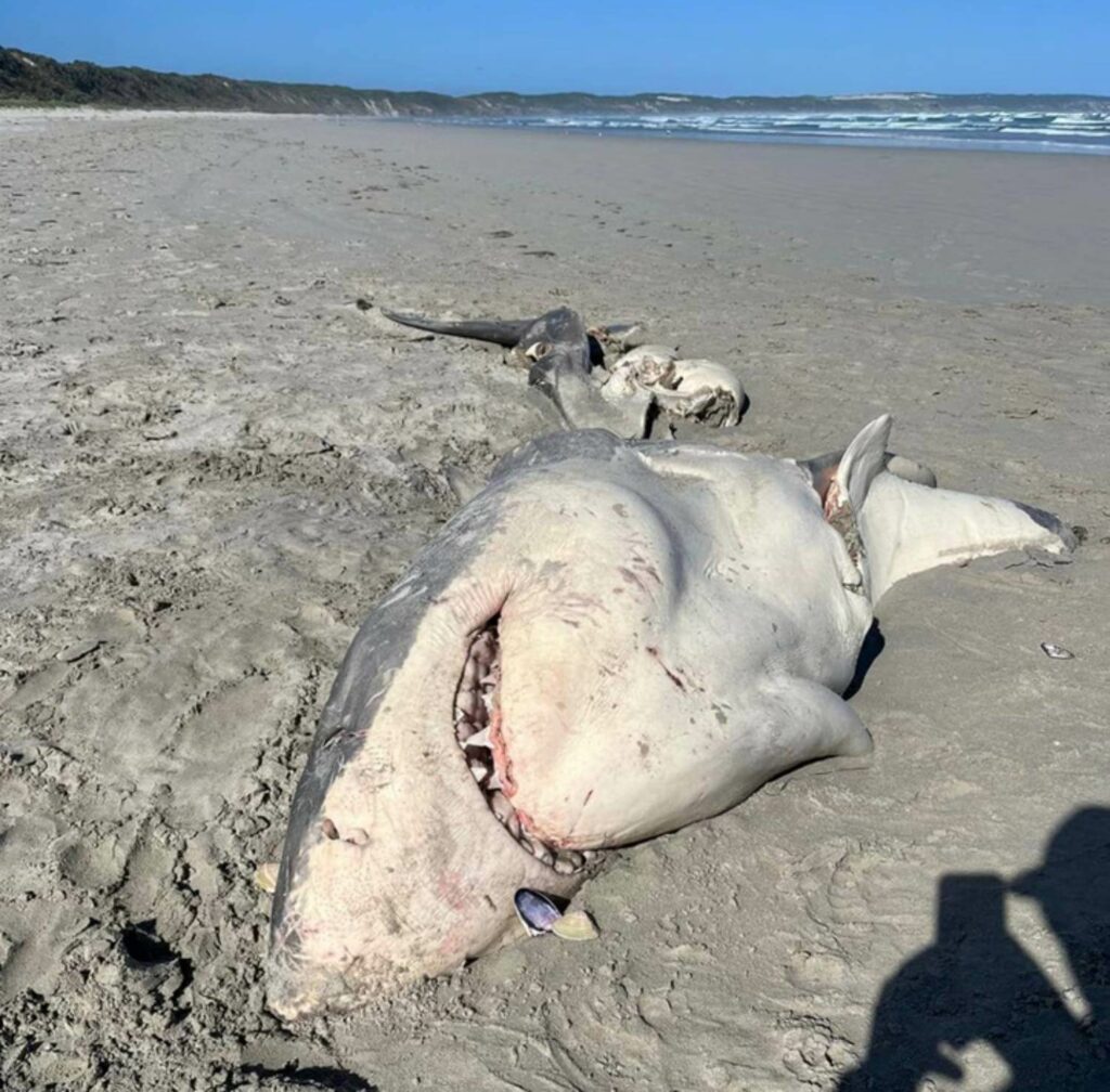 Orque vs requin blanc nouvelle victime en Australie