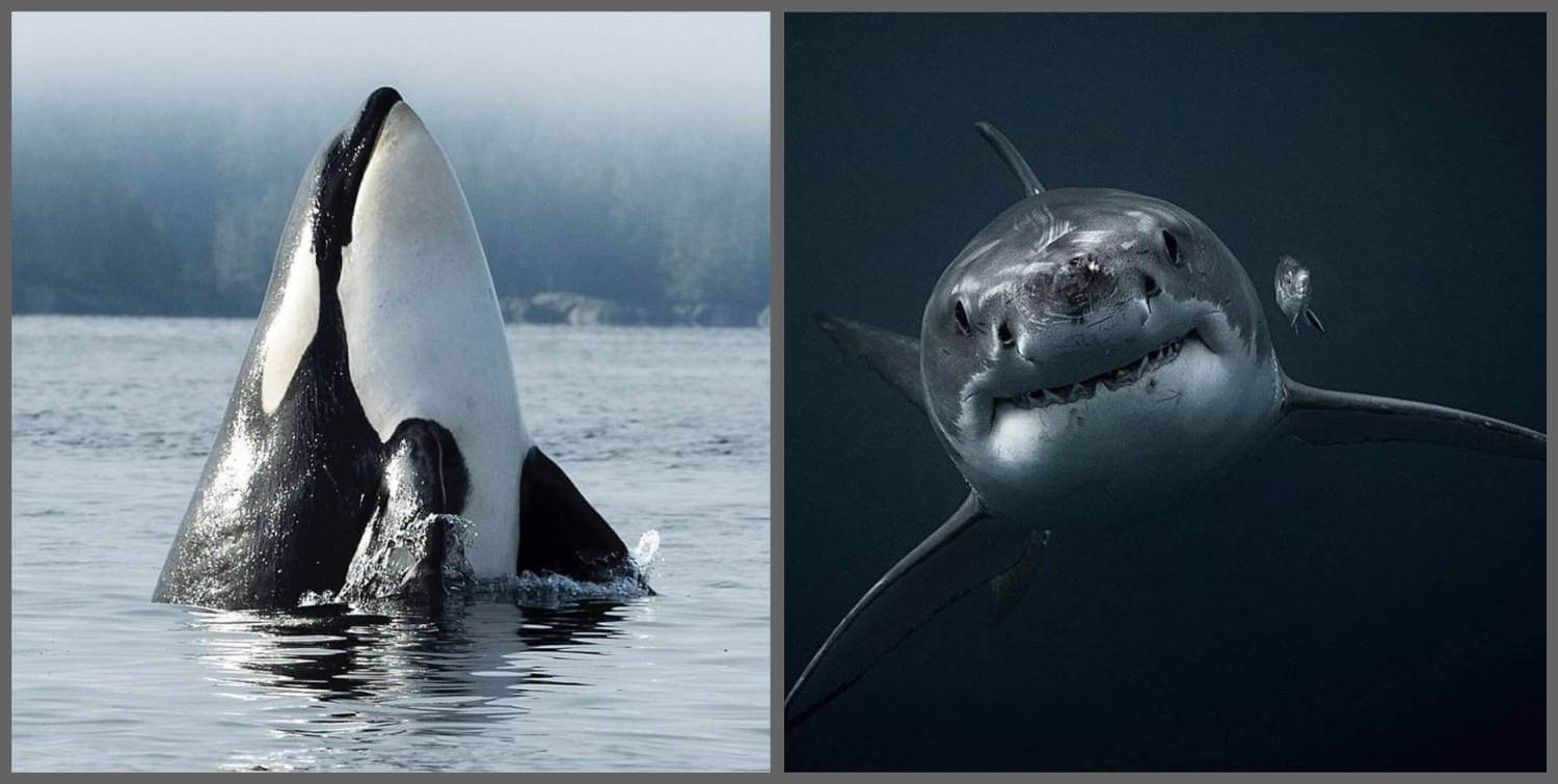 Orque vs requin blanc