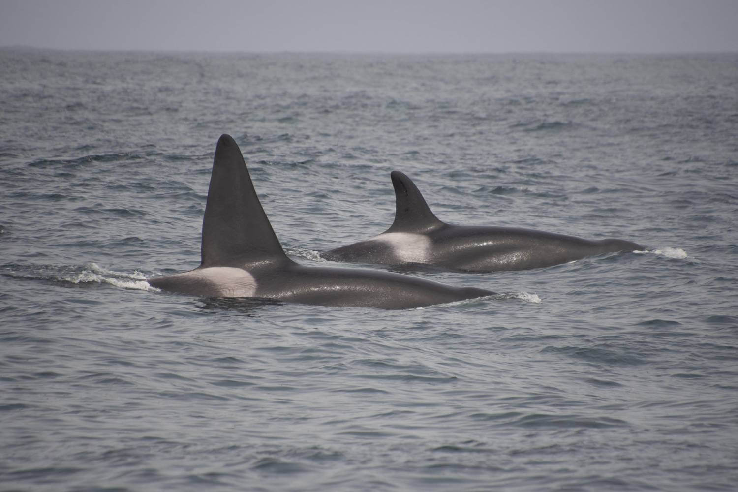 Orques transientes mâle OCT013B et femelle OCT040
