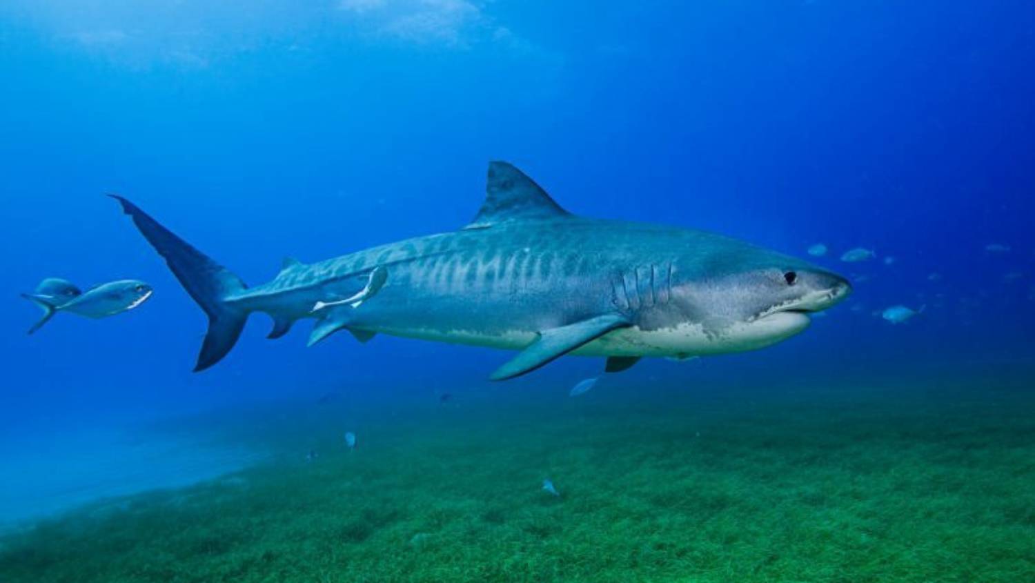 Requin tigre Galeocerdo cuvier