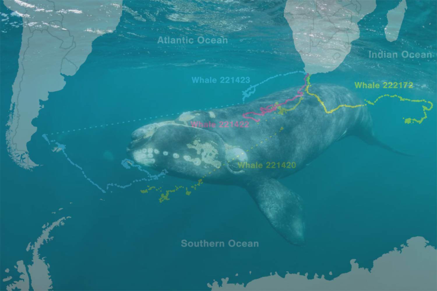 Migration baleine franche australe