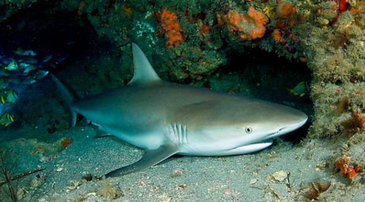 Requin de récif des Caraïbes 24