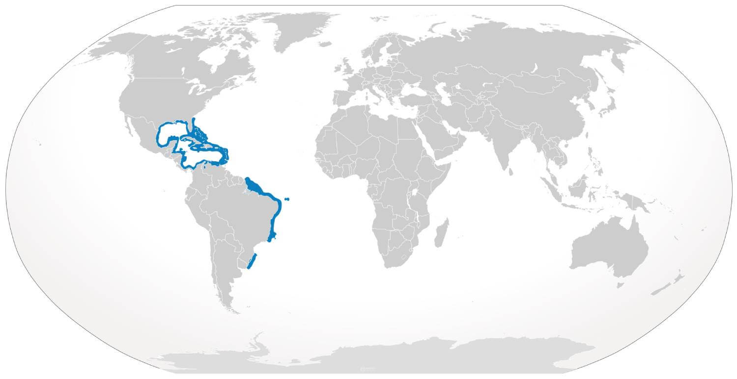 Requin de récif des Caraïbes aire de répartition