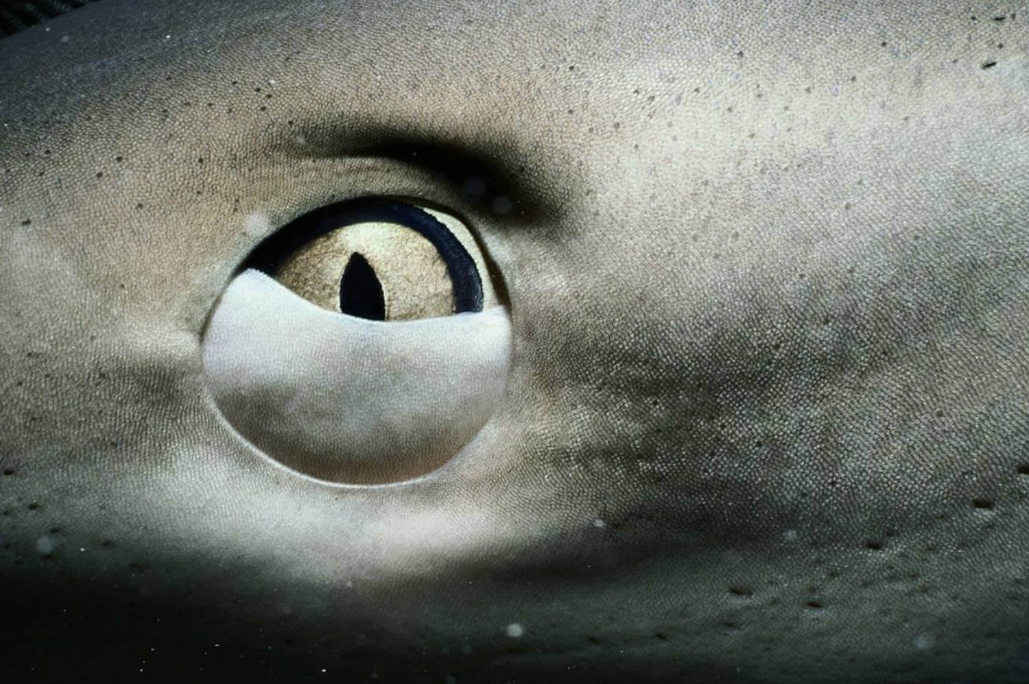 Requin de récif des Caraïbes œil