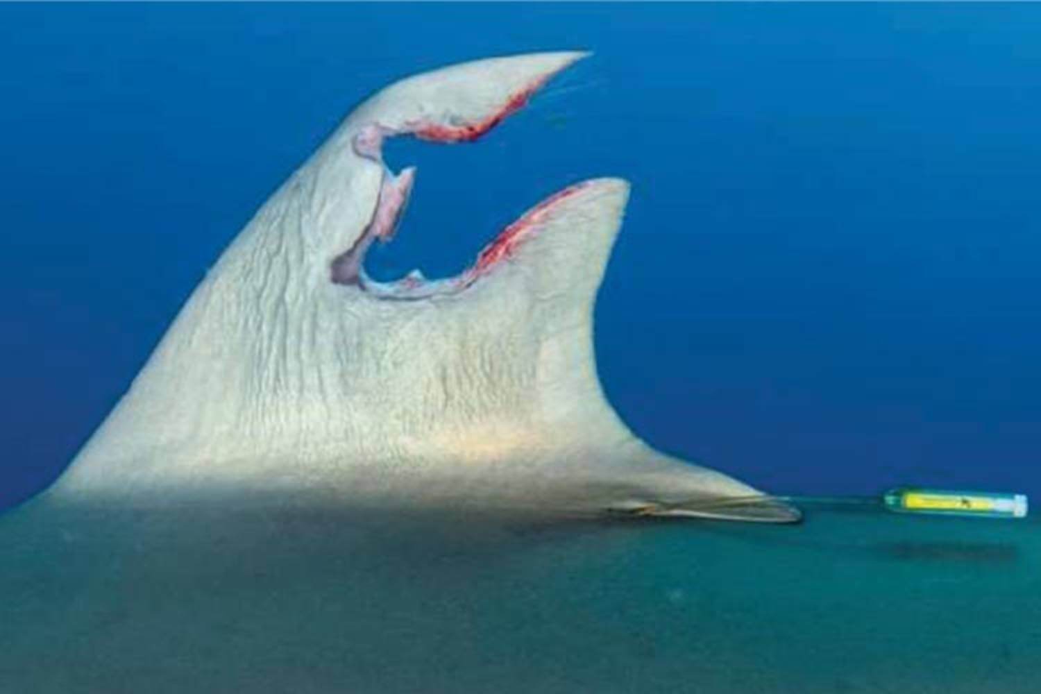 Aileron requin soyeux 6
