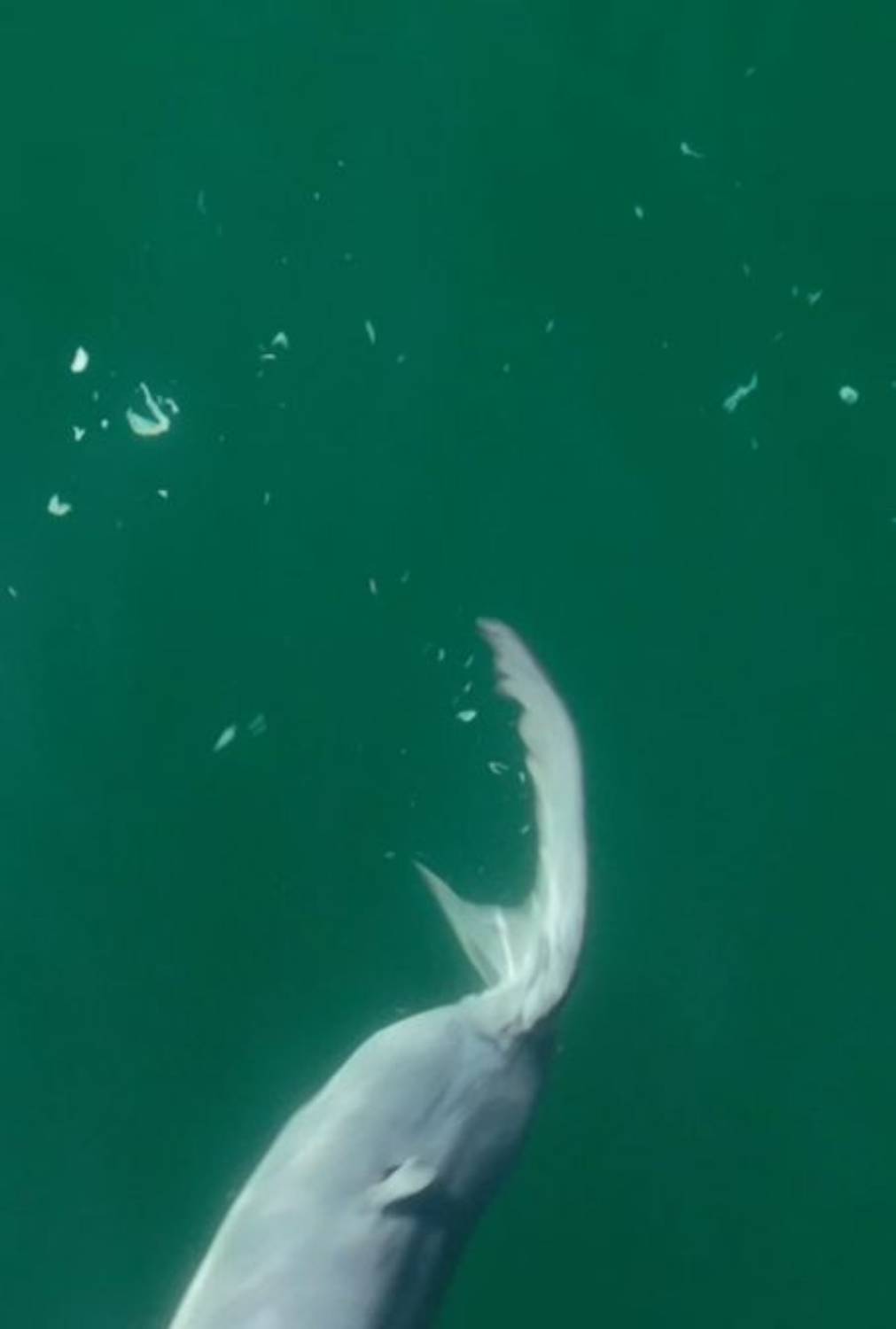 Bébé requin blanc lait utérin