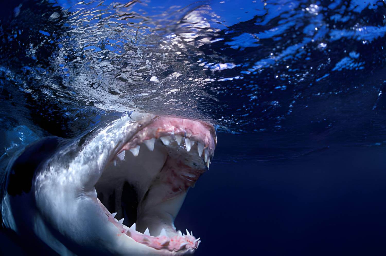 Dents requin blanc 1