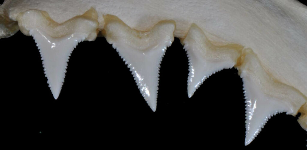 Rouleau De Porte De Grange – 2-3/4″ De Diamètre, 11-1/2″ De Longueur, Noir, Générique