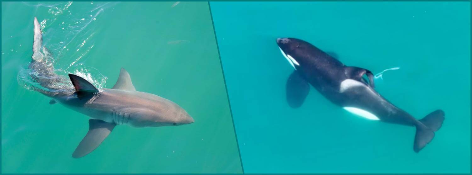 Prédation orque vs requin blanc