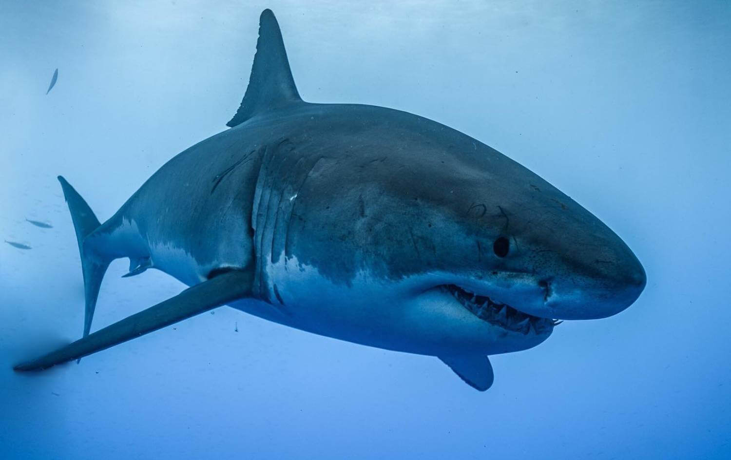 3 populations de requin blanc