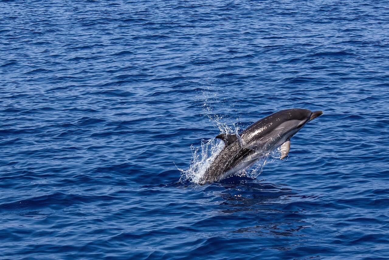 Dauphins Baléares