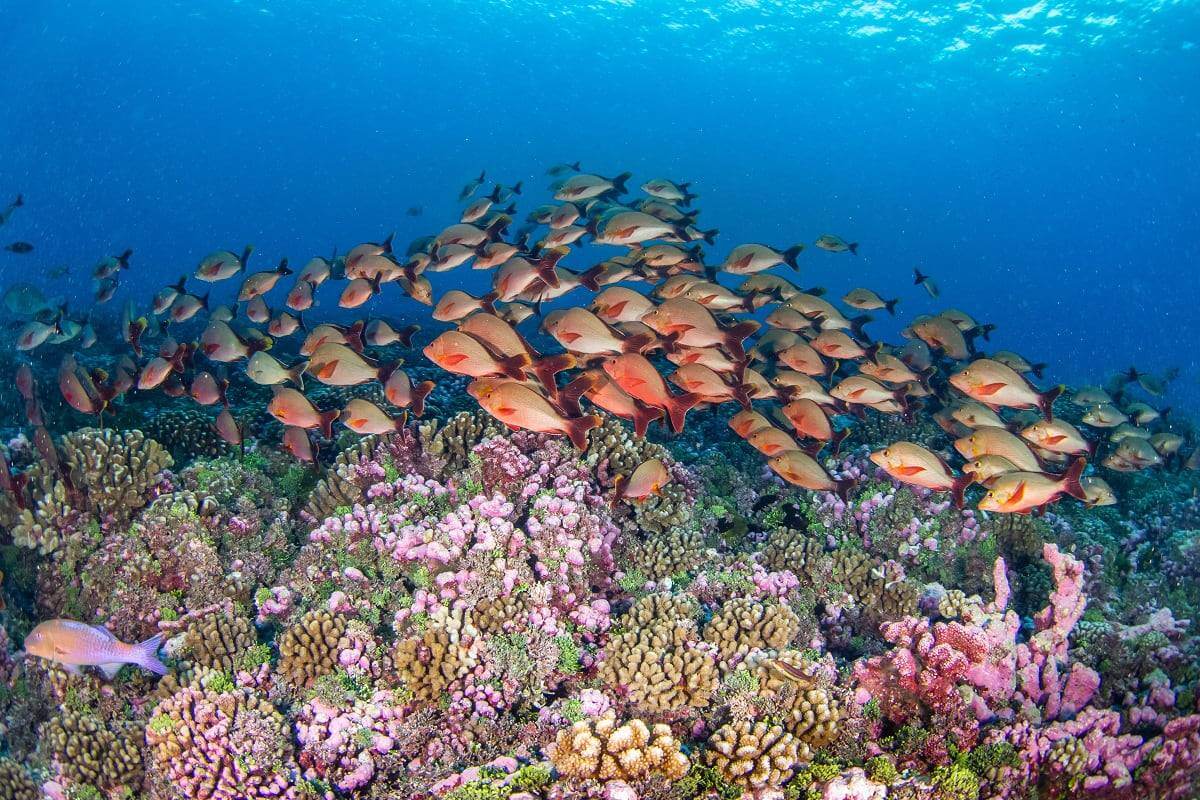 Faune sous-marine Tikehau