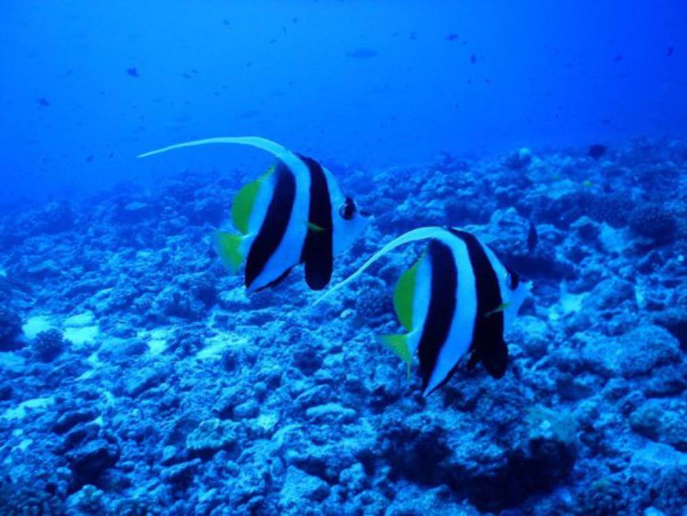 Poissons Tikehau