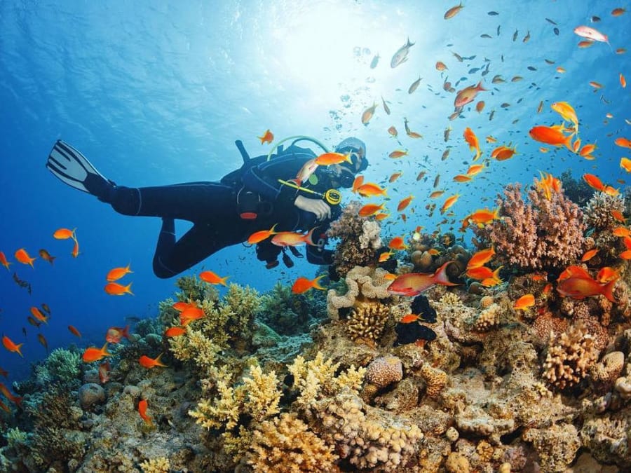 Plongée sous-marine en France