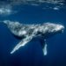 Baleine à bosse mégaptère