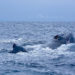 Narine de baleine