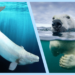 Le beluga versus ours polaire