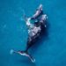 Taille baleine franche boréale