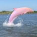 Pinky, le dauphin rose de Louisiane