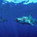 Reproduction requin blanc